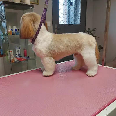 Salon fryzjersko-pielęgnacyjny dla psów i kotów "Groomer"